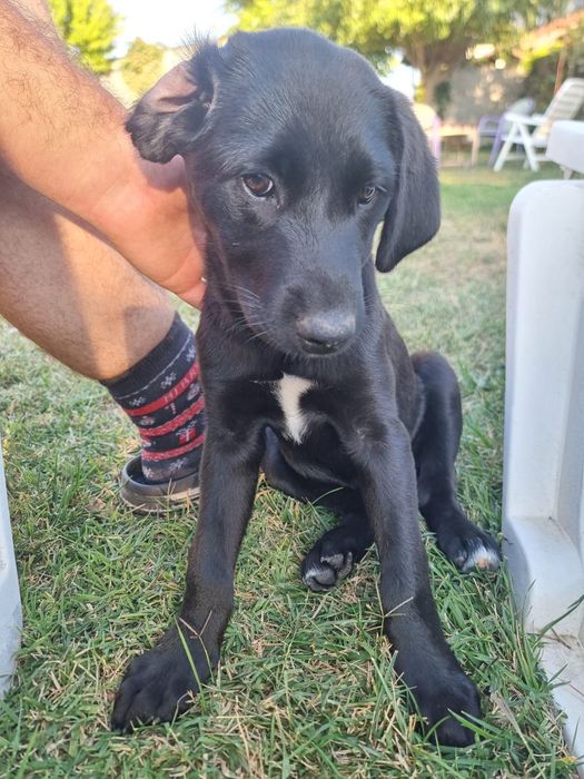 Ofer spre adopție