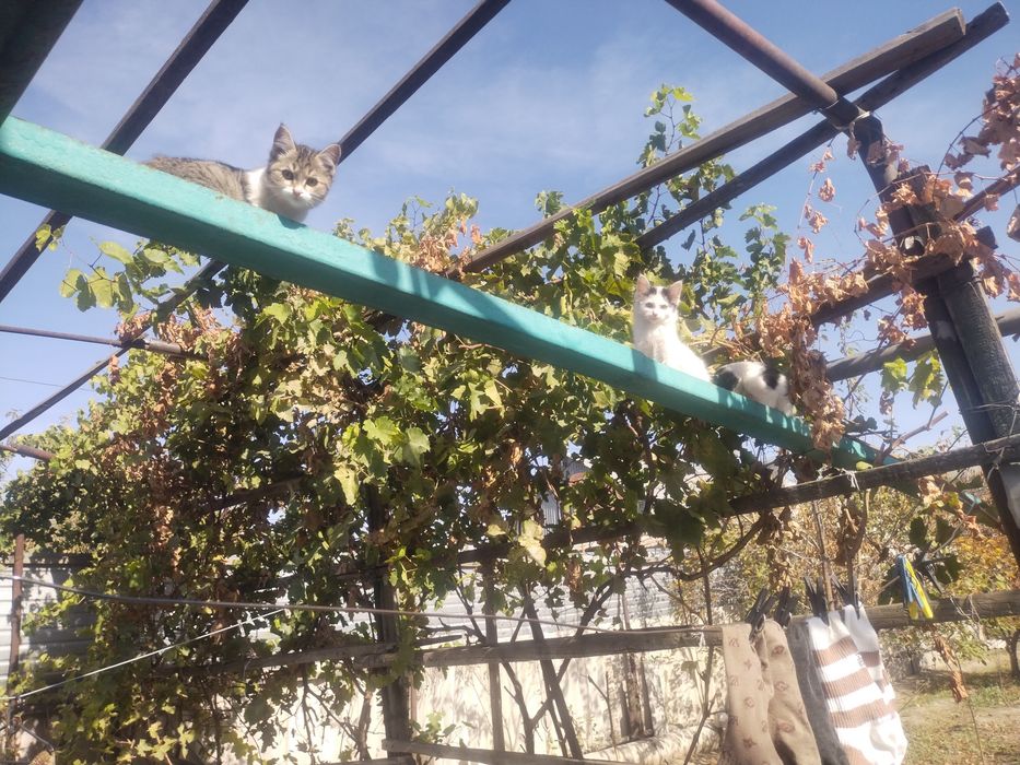 Котята два месяца