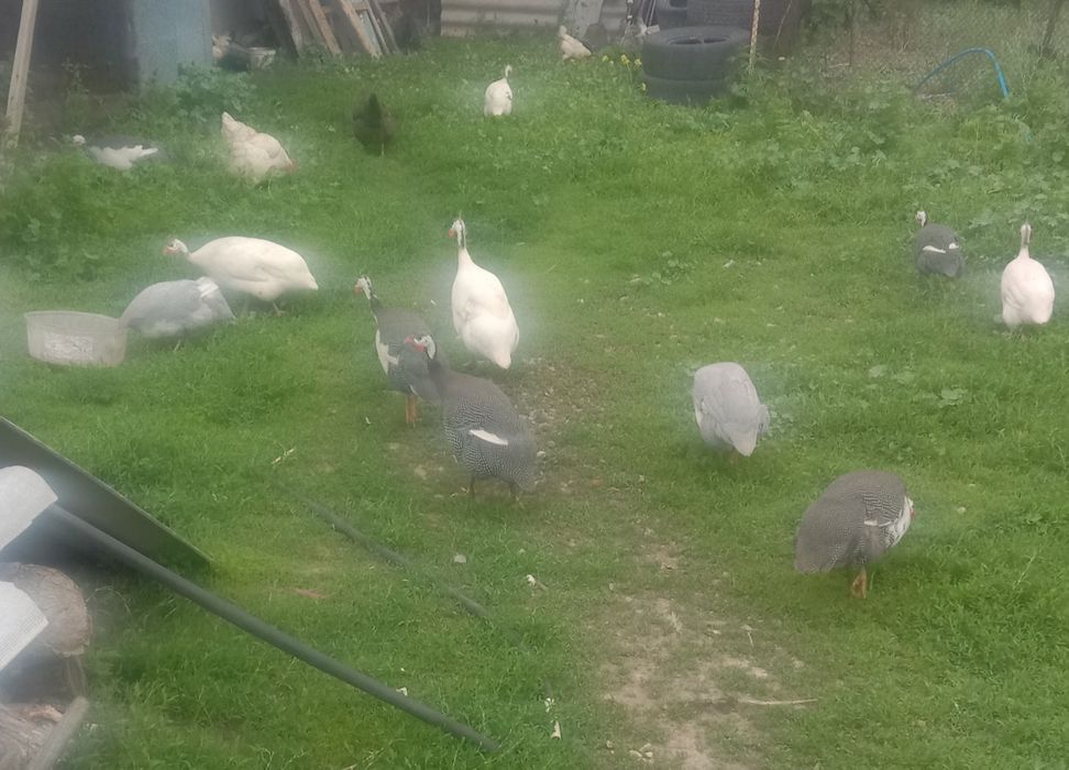 Продам инкубационное яйцо цесарки