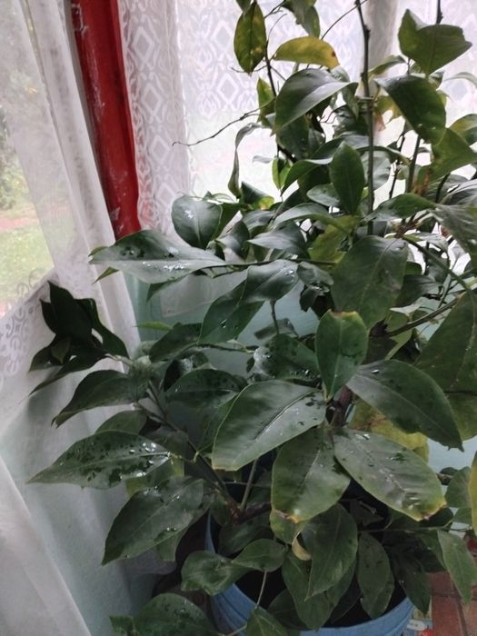 Lămâie altoiți 2 tulpini