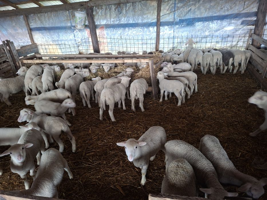 Vând miei merinos de palas