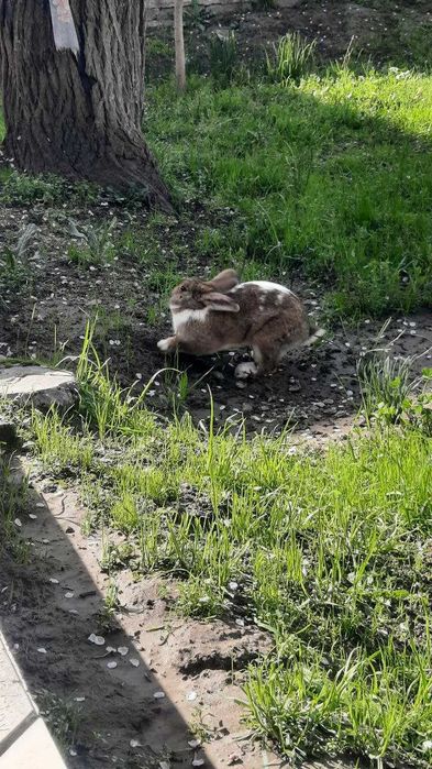 продается кролик