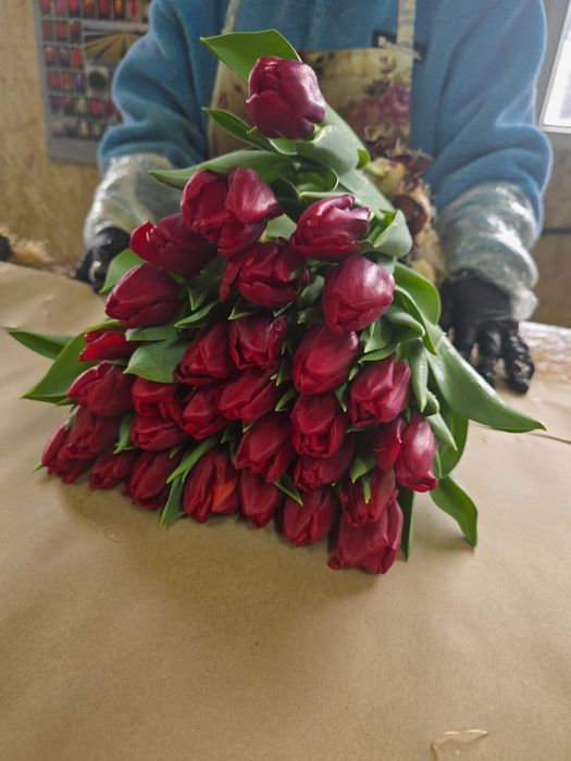 Тюльпаны Оптом напримую с теплицы