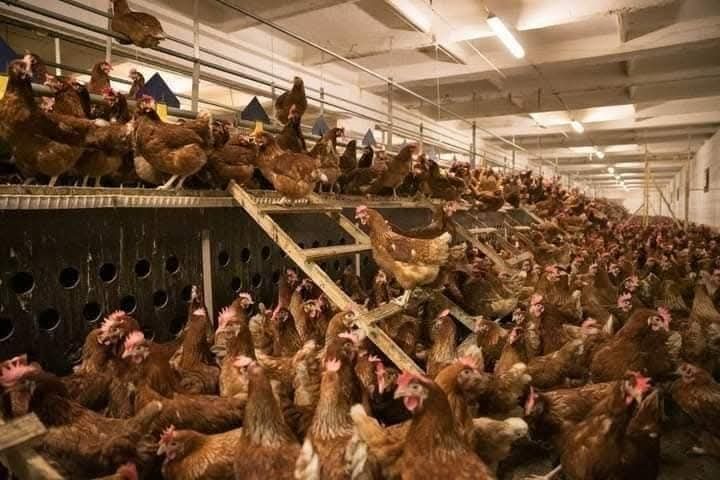 Gaini rosii ouatoare