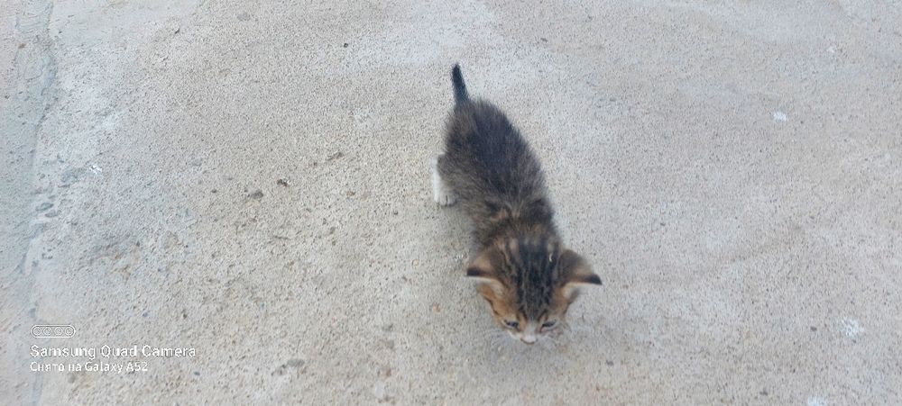 кошки котёнок марғау