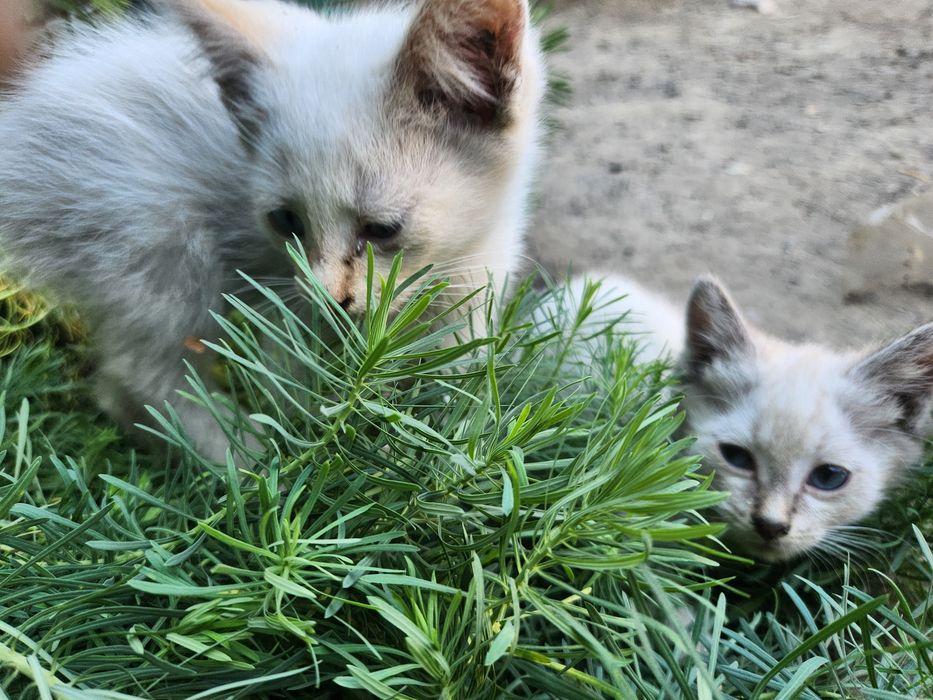 Отдам котят в добрые руки