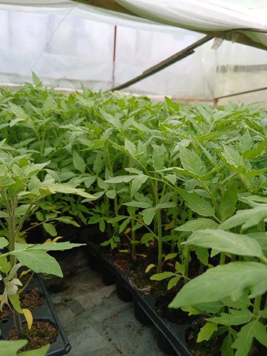 Vand rosii,Rila,kalina,prekos