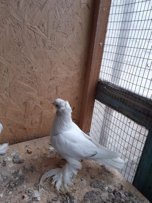 Продам гульбадам