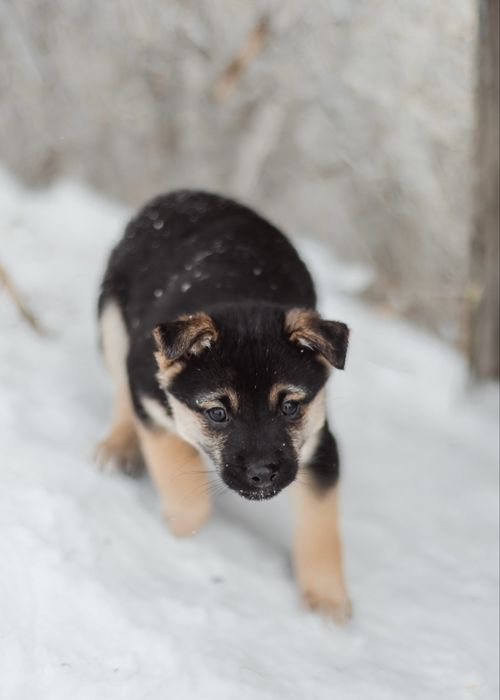 Щенки в заботливые руки