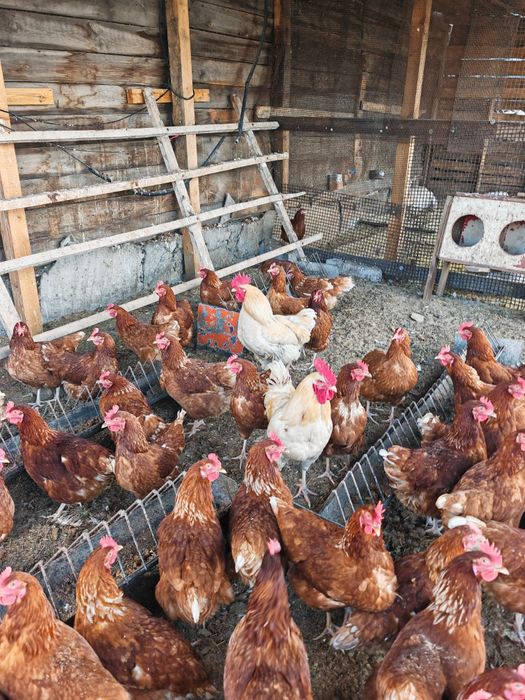 Продам курей 3500