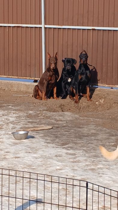 Зоогостиница,  передержка животных.