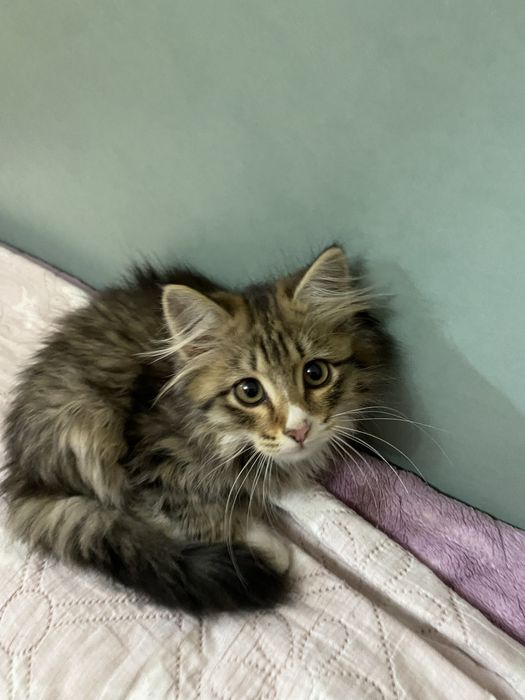 Кошка (девочка )умная