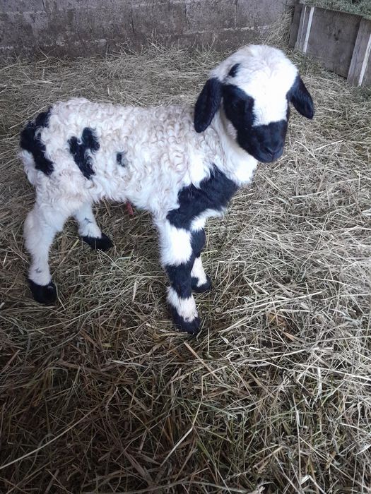 Oi tinere de vânzare