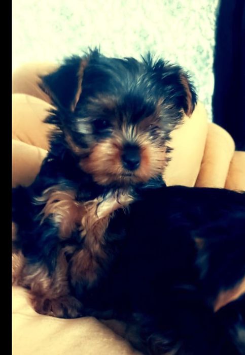 Продам щенков йоркширского терьера