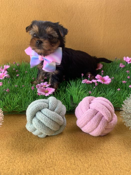 Йоркширски тепиер ,Йорки