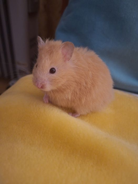 Хамстерчета - обикновени