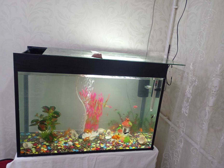 Аквариум ва баликлар