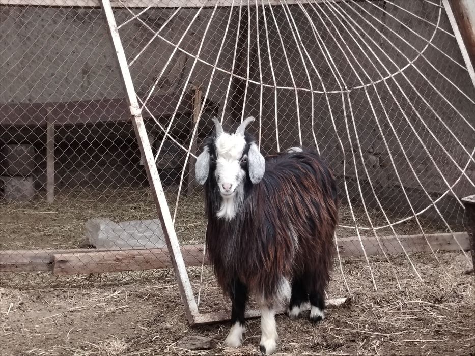 1 ta sarka va 1 ta moda qisir uloq sotiladi