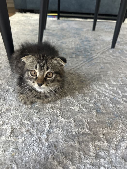 Котенок  мальчик веслоухий
