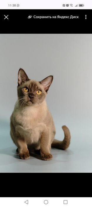 Котята европейской бурмы