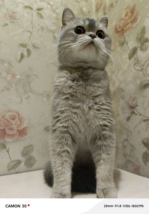 Britanskiy shinshilla sotiladi