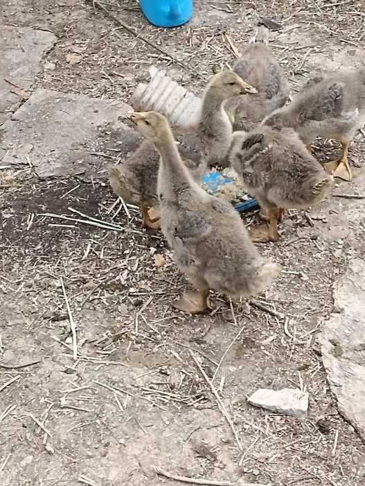продается гусь утки