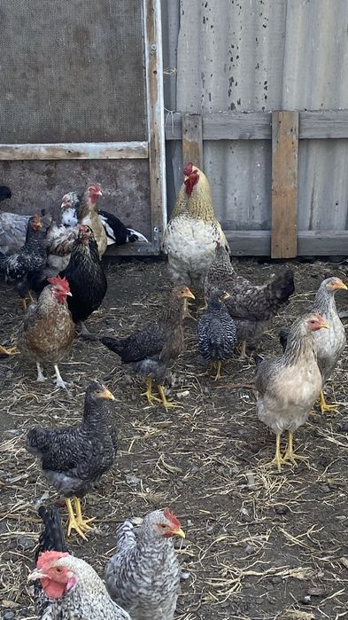 Продам большой петух