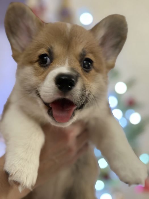 Корги, Вельш корги пемброк