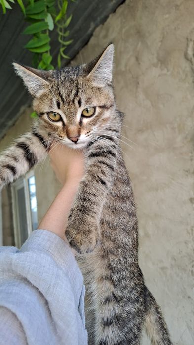 Отдам в хорошие руки котят