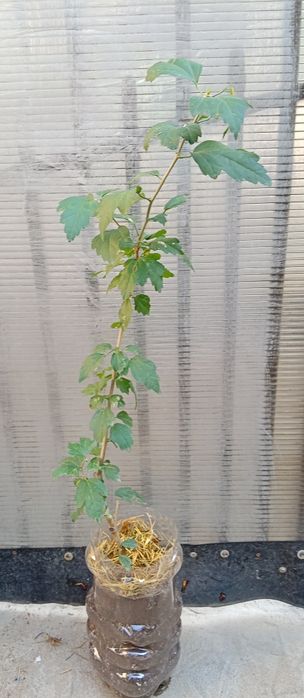 Plante Hibiscus Ardens/Redheart