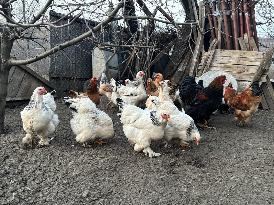 Gaini si cocosi brahma