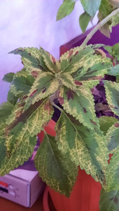 Колеусы вегетативные