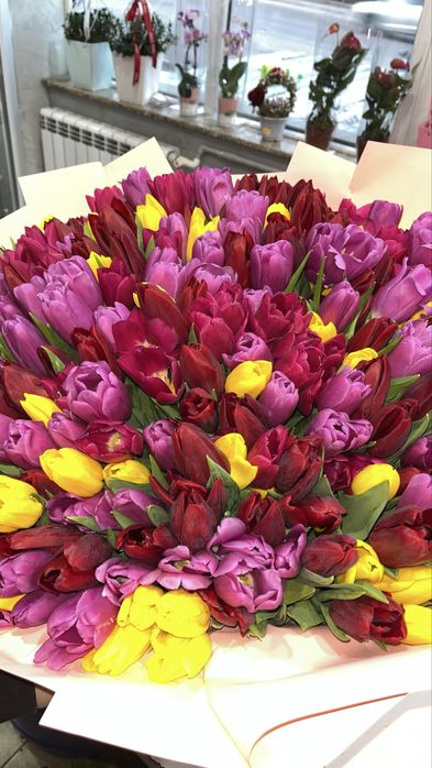 Тюльпаны голандские