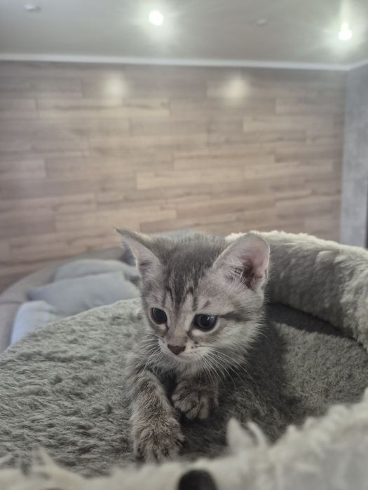 Пордистые котята