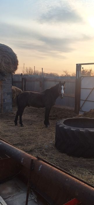 Обмен крс или бие кулынымен