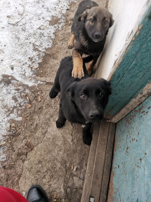 Отдадим щенка девочку