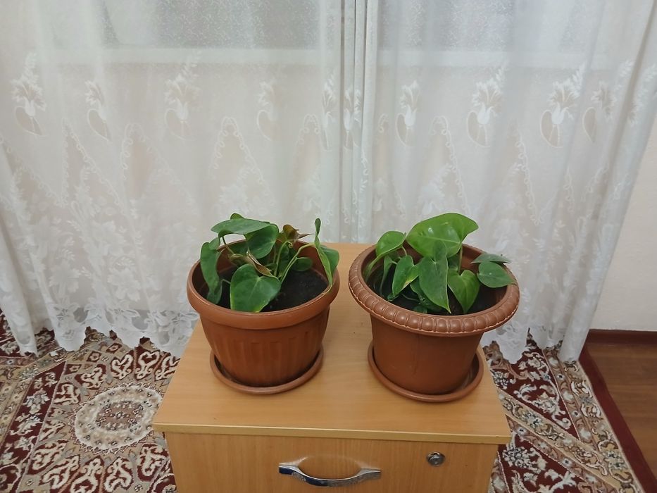 Цветы для дома..