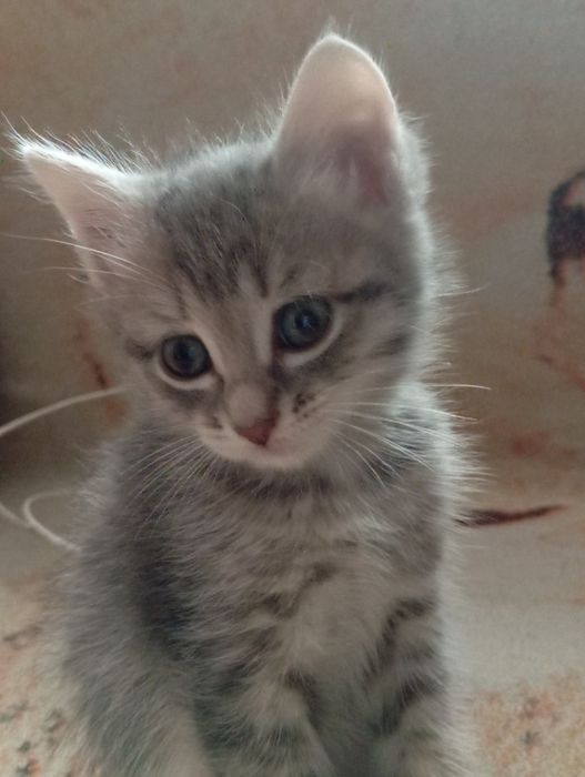Отлам в добрые руки двух котят