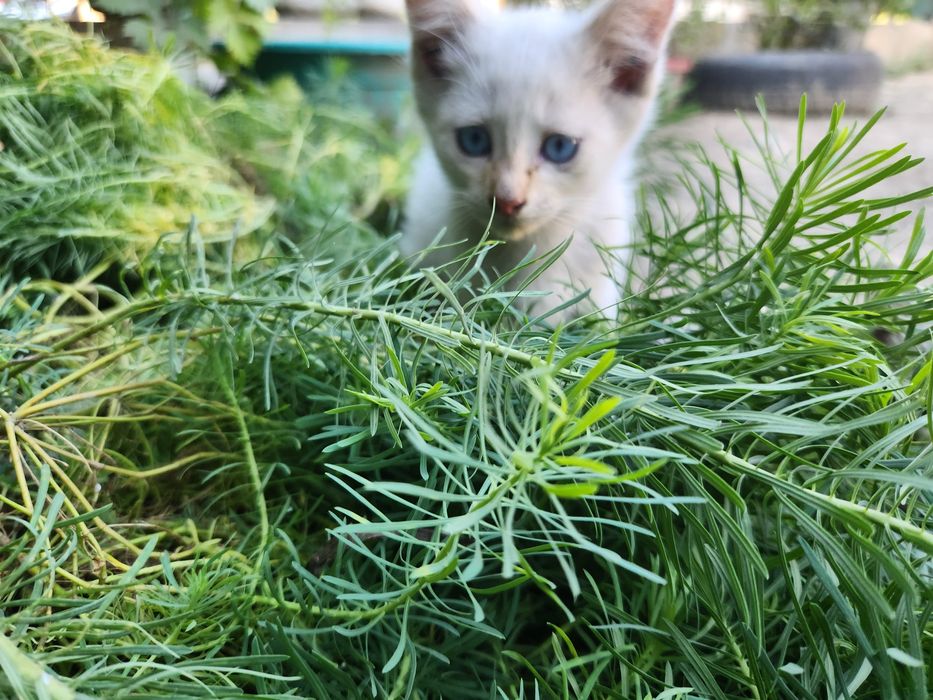 Отдам котят в добрые руки