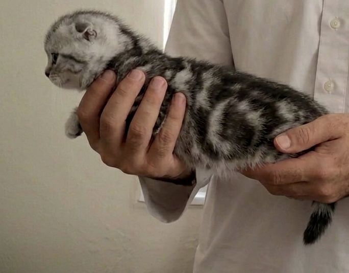 Продам шикарных шотландских вислоухих котят!