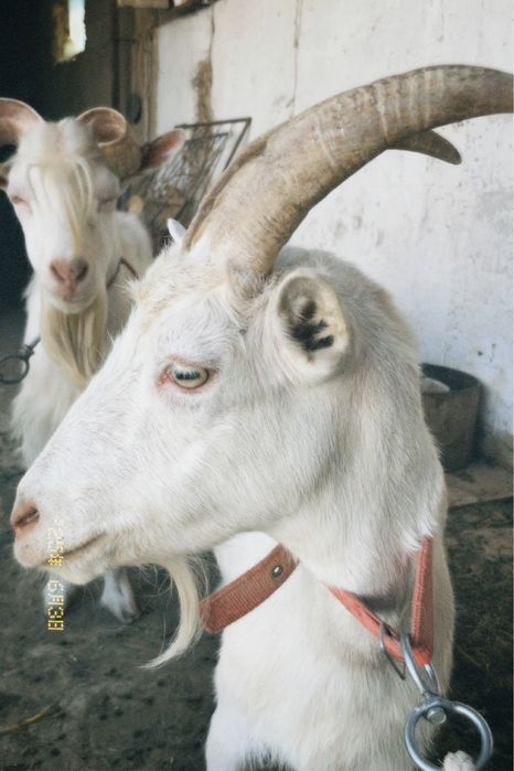 Ешкі сатылады бағасы 120к