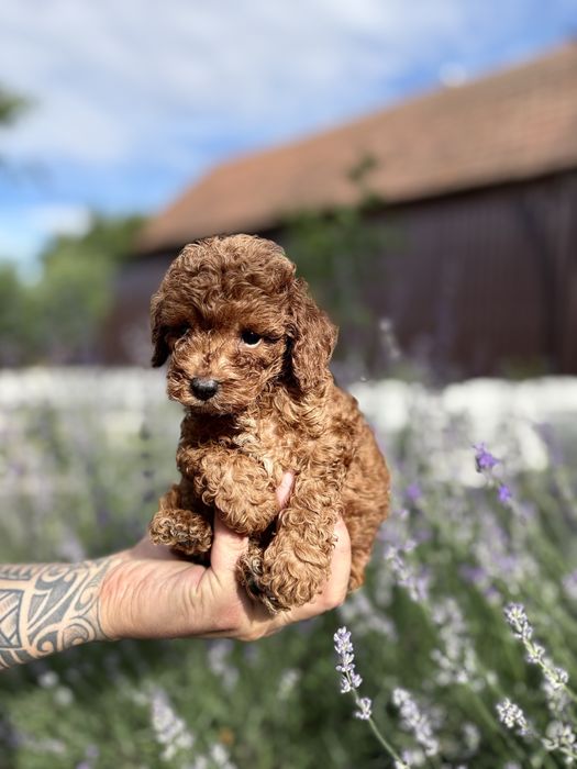 Pui de pudel/poodle/caniche