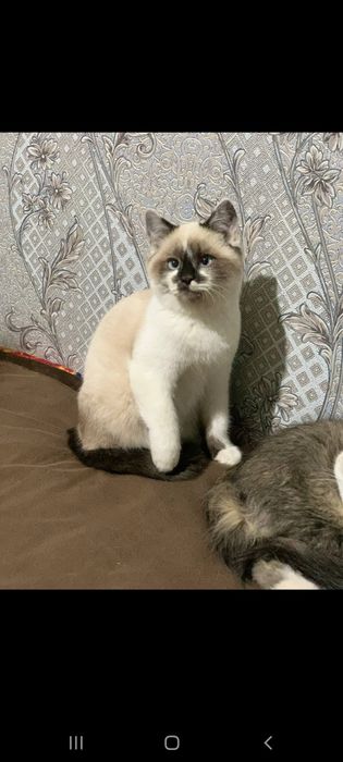 Siamskiy 4 oylik ogil bola