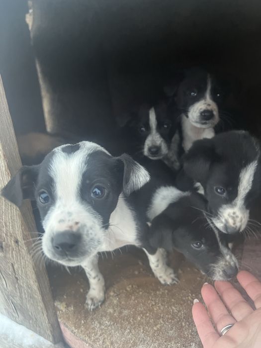 Щенки бесплатно в добрые руки!