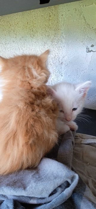 Подарявам котета
