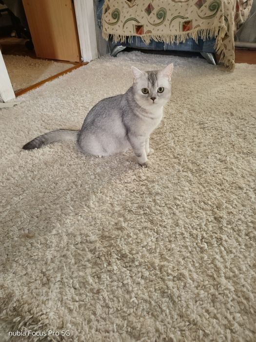 Котята шотландци