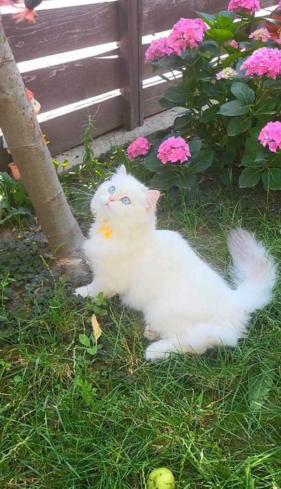 Fetita British Longhair alba cu ochi albastri superba