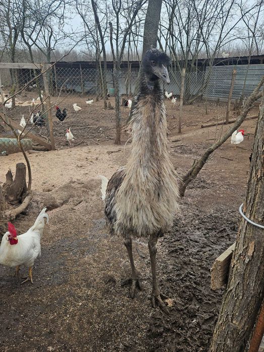 Ему - 4 бебетата и две големи