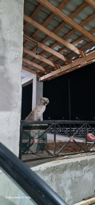 Умный.  Собака хороший