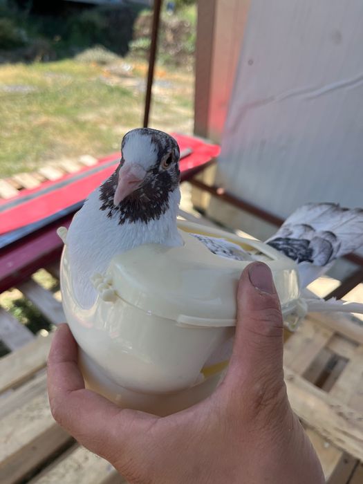 Станок стойка държач за гълъби